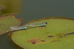 David Plant Photography - Wildlife Photography - Small red-eyed damselfly - D